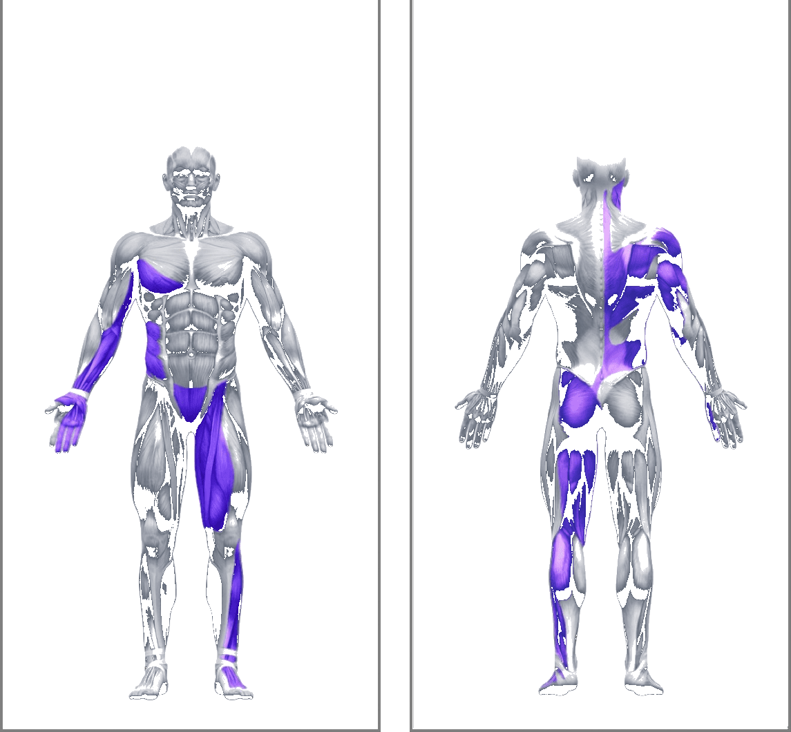 Y Alpha kinetic chain, front and back muscle activation