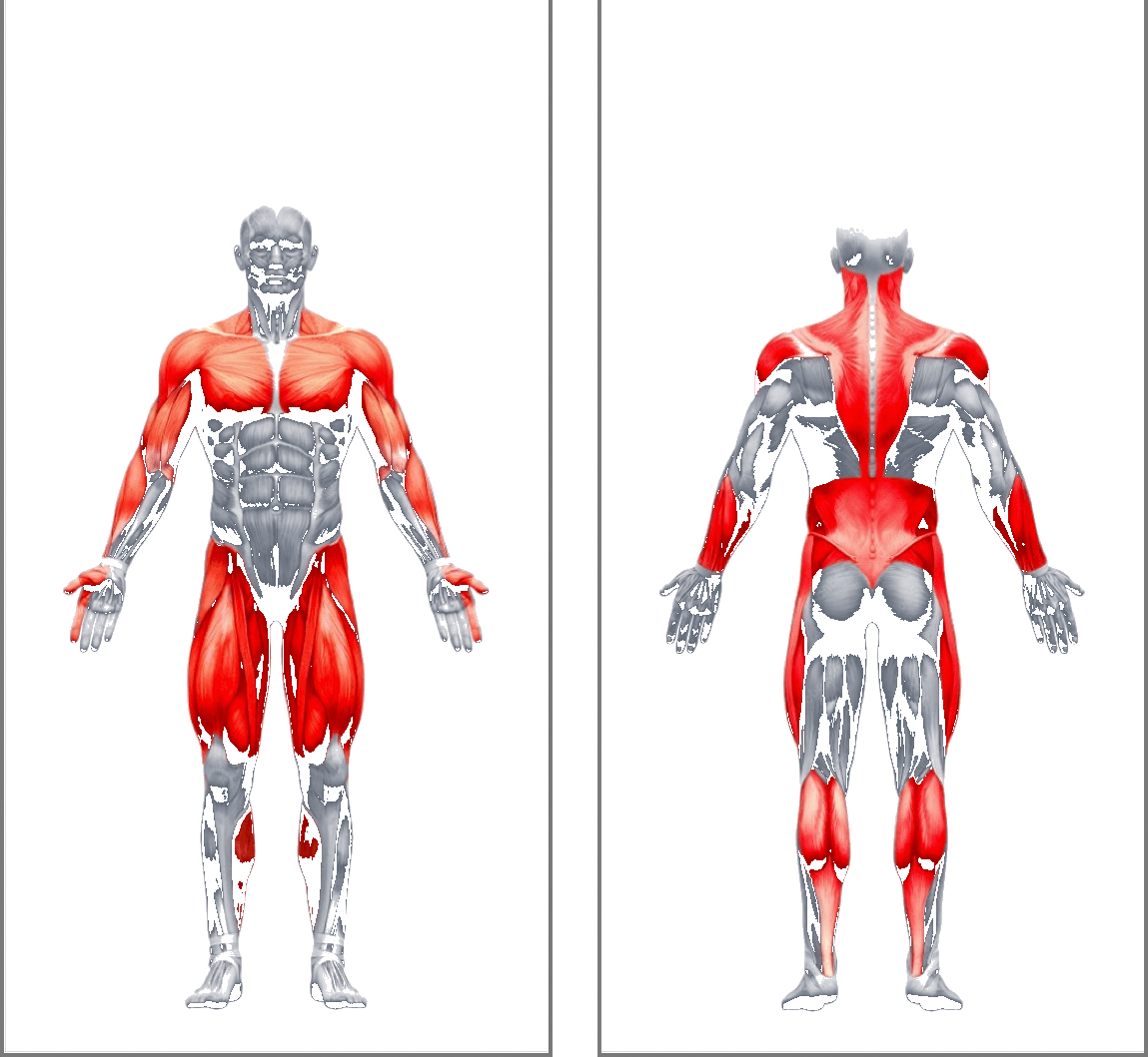 Z Plus kinetic chain, front and back muscle activation